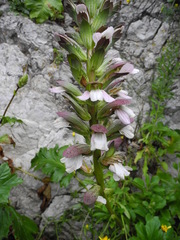 Acanthus mollis