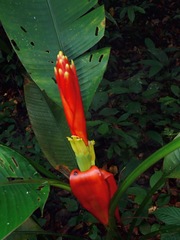 Musa beccarii