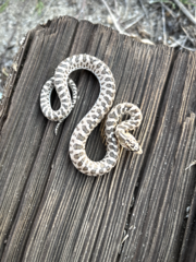 Arizona elegans occidentalis