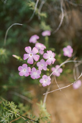 Linanthus californicus