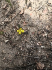 Camissoniopsis ignota