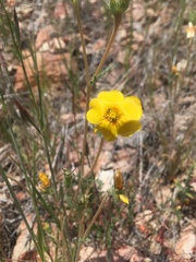 Mentzelia gracilenta