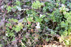 Viola bicolor