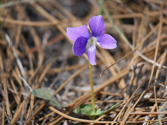 Viola septemloba image