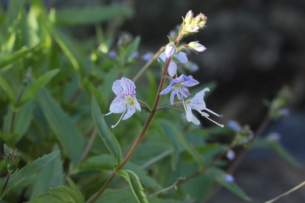 Veronica monticola