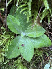 Pseudognaphalium adnatum