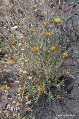 Adenophyllum cooperi