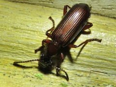 Goniotropis
