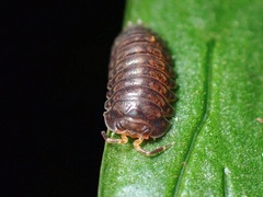 Scleropactidae