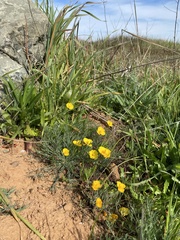 Eschscholzia lobbii