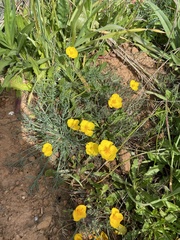 Eschscholzia lobbii