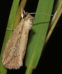 Acrapex albicostata