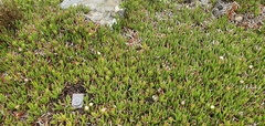 Carpobrotus edulis parviflorus