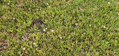 Carpobrotus edulis parviflorus