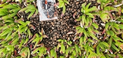 Carpobrotus edulis parviflorus
