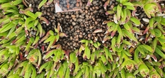 Carpobrotus edulis parviflorus