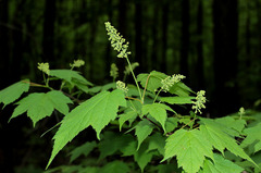 Acer ukurunduense