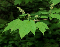 Acer ukurunduense