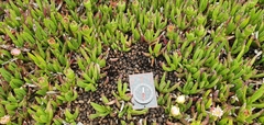 Carpobrotus edulis parviflorus