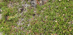 Carpobrotus edulis parviflorus