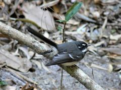 Rhipidura albiscapa alisteri