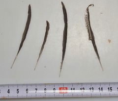 Aerodramus spodiopygius