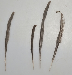 Aerodramus spodiopygius