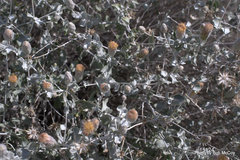 Brickellia incana