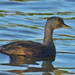Least Grebe - Photo (c) Ad Konings, some rights reserved (CC BY-NC), uploaded by Ad Konings