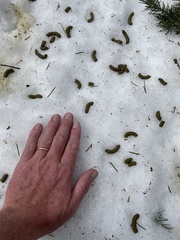 Dendragapus obscurus