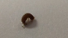 Thylodrias contractus