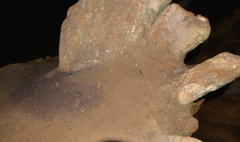 Aerodramus spodiopygius