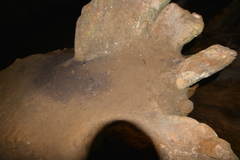 Aerodramus spodiopygius
