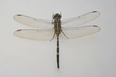 Orthetrum serapia