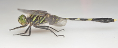 Orthetrum serapia