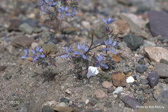 Eriastrum eremicum eremicum