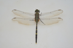 Orthetrum serapia