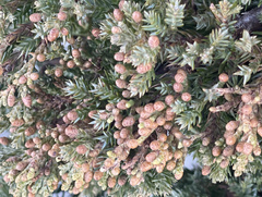Juniperus communis