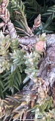 Juniperus communis