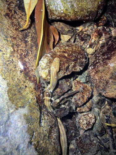 Striped Stream Snake