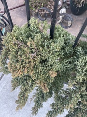 Juniperus communis