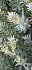 Juniperus communis