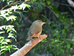 Colluricincla rufogaster rufogaster