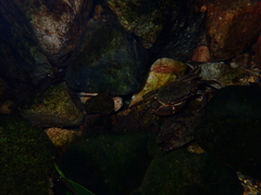 Cryptopotamon anacoluthon