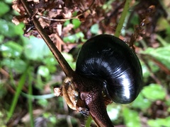 Monadenia infumata
