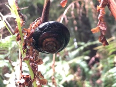 Monadenia infumata