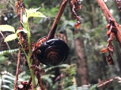 Monadenia infumata