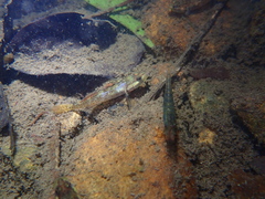 Rhinogobius duospilus