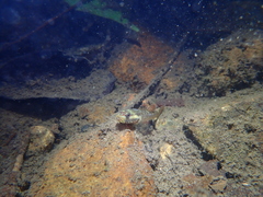 Rhinogobius duospilus