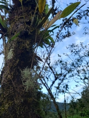 Pleurothallis ruberrima